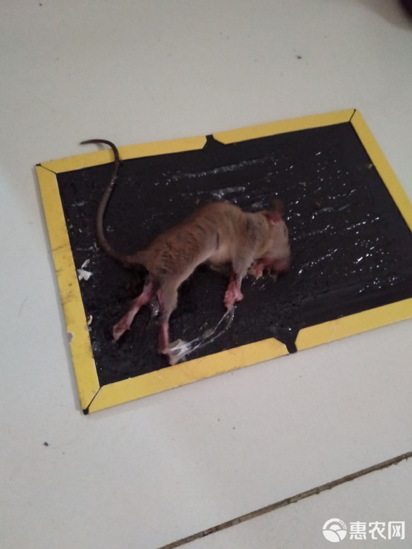 捕鼠能手 強力粘鼠板，家庭滅鼠的隱形衛士